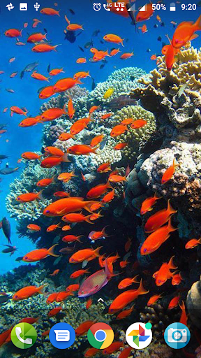 Coral Reef Hd Wallpaper