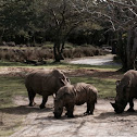 White rhinoceros