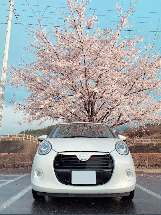 ブーンの桜とコラボ🌸・サクラと愛車・桜に関するカスタム事例の投稿画像1枚目