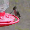 Ruby throated hummingbird (female