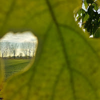 Verde nel verde di 