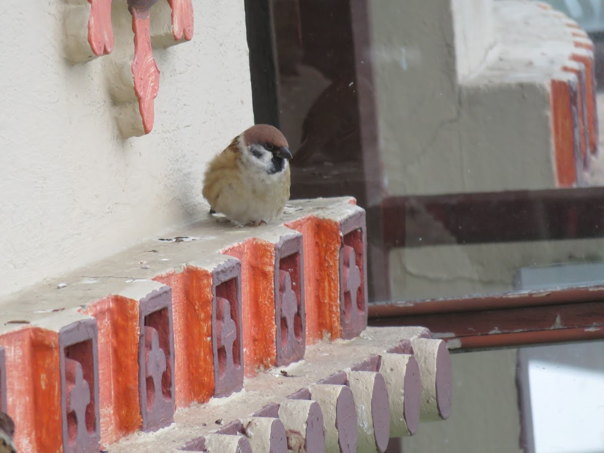 Eurasian Tree Sparrow