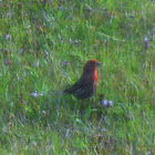 House finch