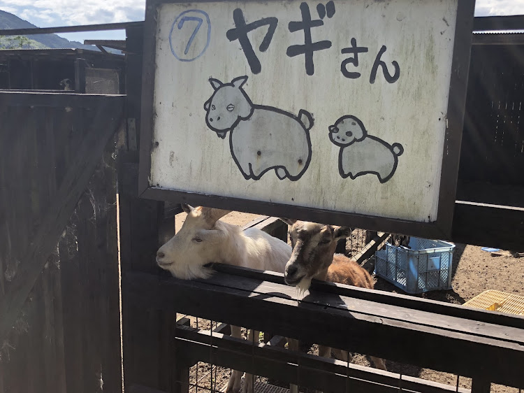 ヴォクシーのふれ愛どうぶつ村・周南フレンドパーク・ウサギ・ヤギさん・ダチョウに関するカスタム事例の投稿画像2枚目