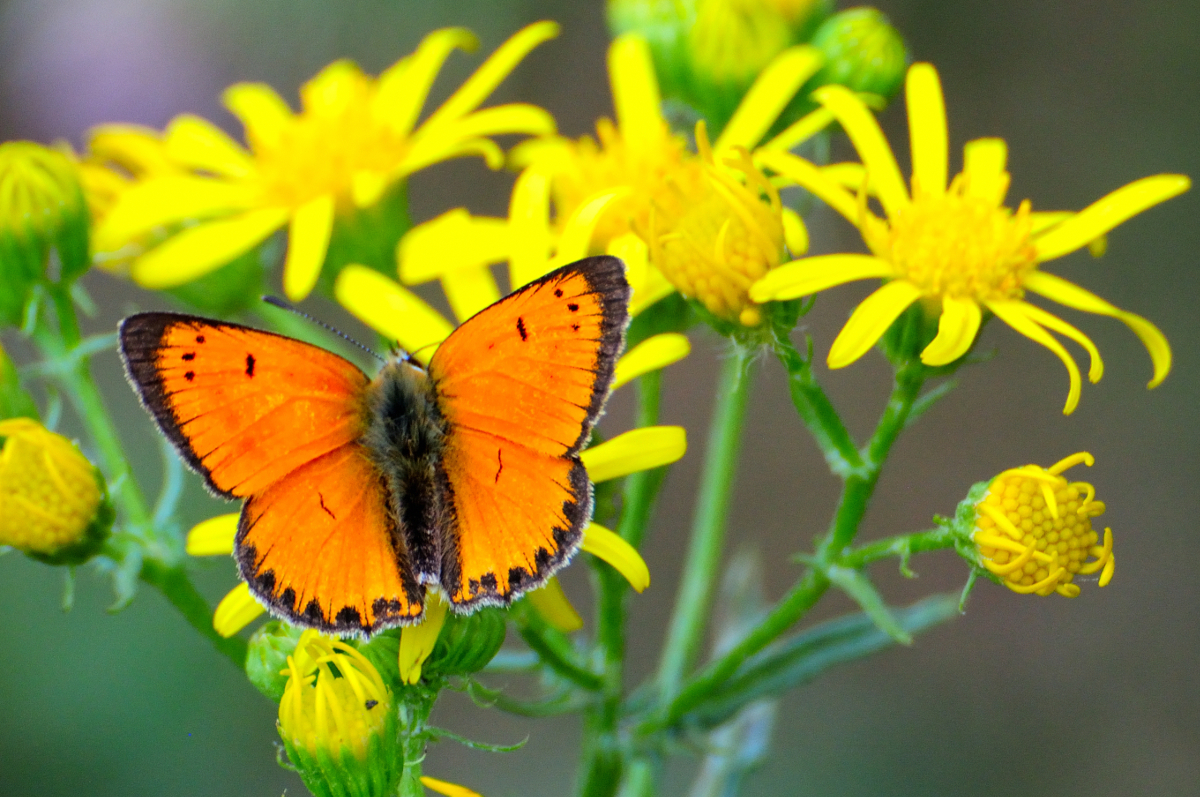 Scarce Copper; Manto de Oro