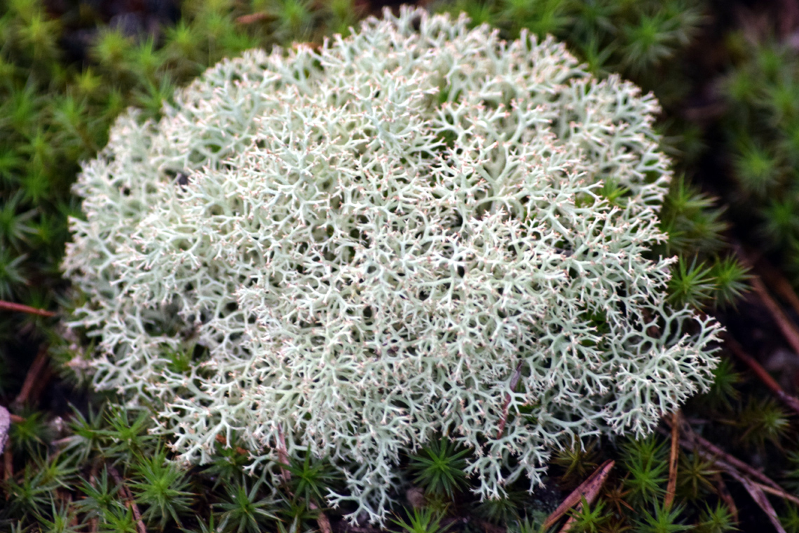 Raindeer Lichen