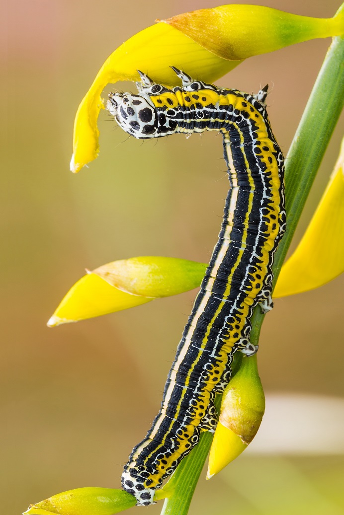 Sette acrobazie per mangiare di MauroV