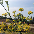 Fennel