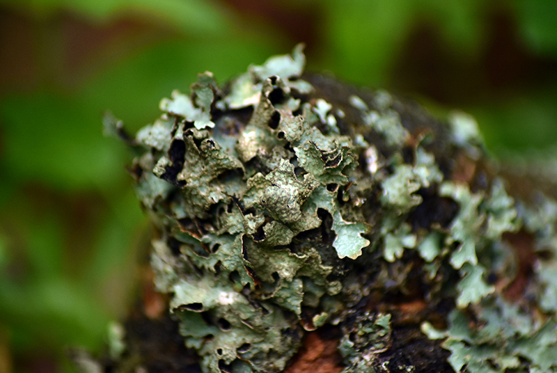 Shield Lichen