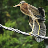 Green Heron