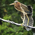 Green Heron