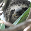 Pale-throated Sloth