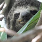 Pale-throated Sloth