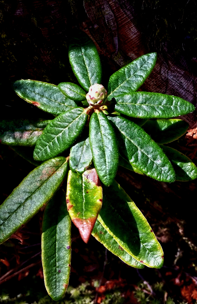 Labrador Tea