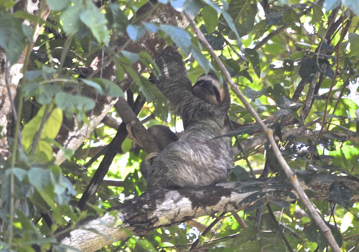 Three-Toed Sloth