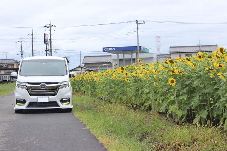 ステップワゴンのステップワゴンRP・カメ活・暑い☀️😵💦・遠藤ファーム・ひまわり🌻とコラボに関するカスタム事例の投稿画像2枚目