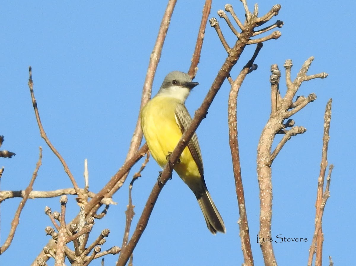 Tropical Kingbird