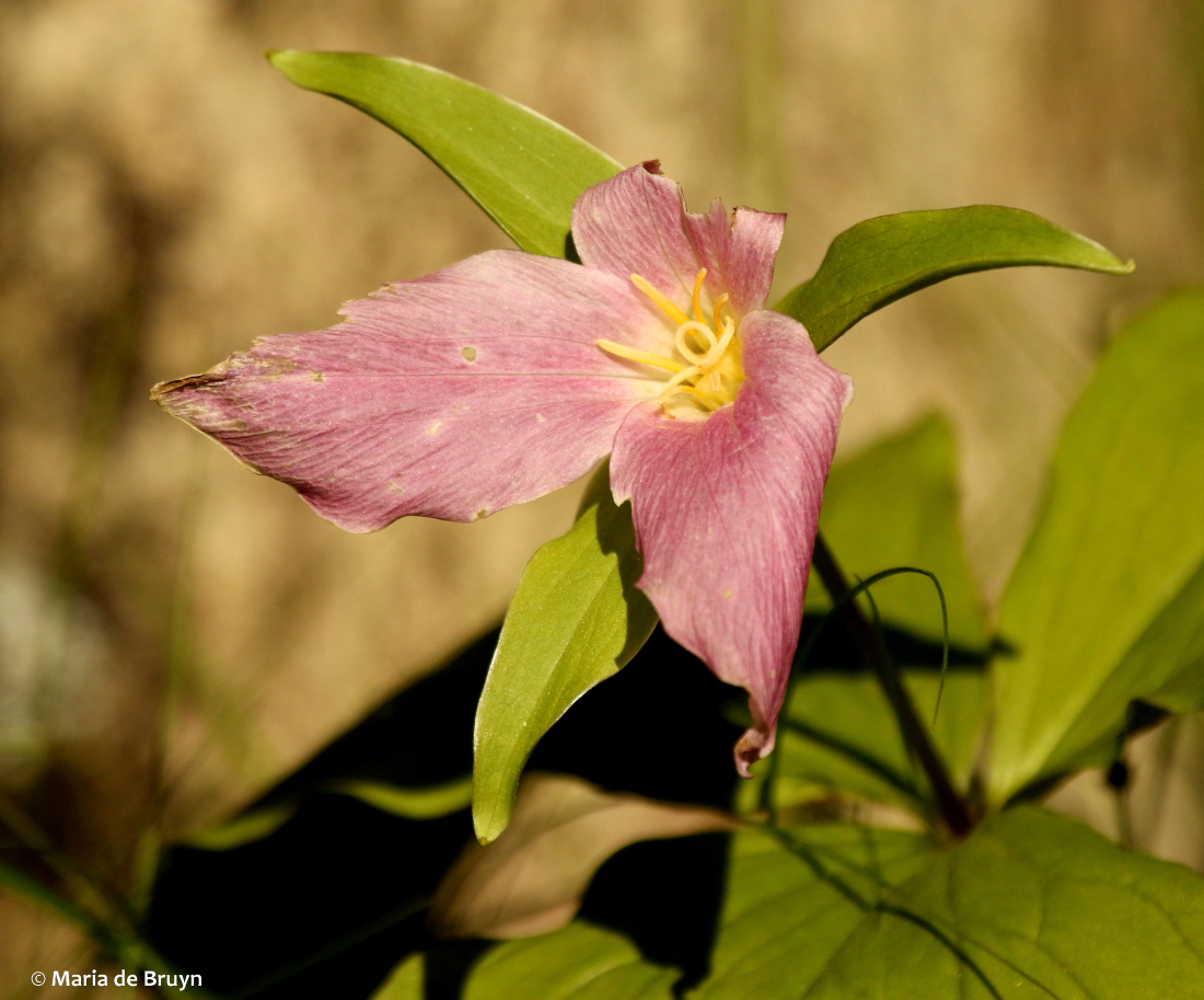 Trillium