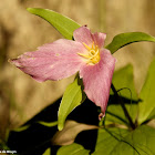 Trillium