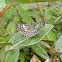 Tropical Checkered Skipper