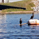 Double-Crested Cromorant