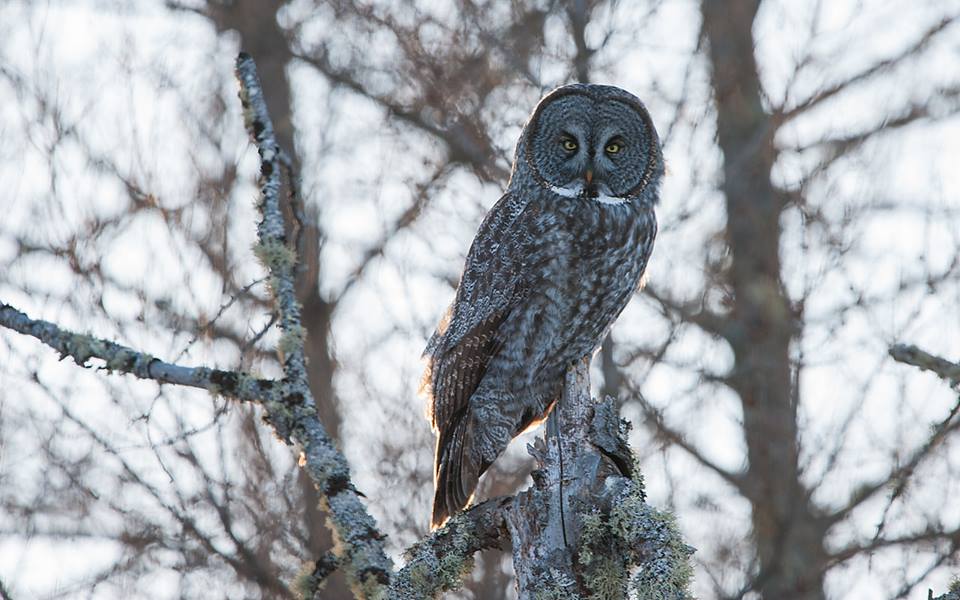 Great Gray Owl