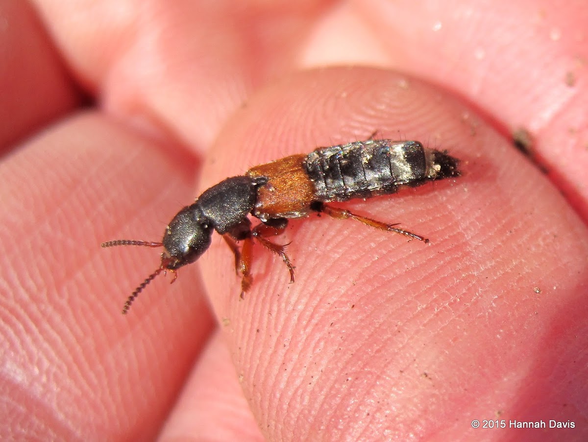 Rove beetle