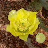 Santa-Rita Prickly Pear