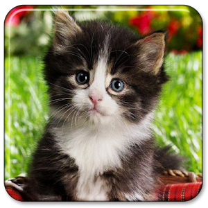 Download Cute  Baby  Animals  Wallpaper  for PC