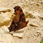 Eastern Comma