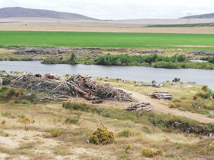 Felled gum trees along the Breede River will assist with efforts to save water in the Western Cape.