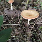 Common Funnel, Funnel Clitocybe