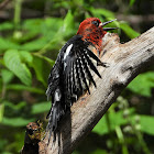 Red-breasted sapsucker