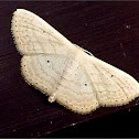 Geometrid Moth