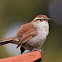 Bewick's wren