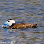 White-headed Duck; Malvasía