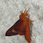 Southern Pink-striped Oak Worm Moth