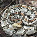 Timber rattlesnake