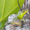 Emerald Tree Skink