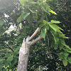 Northern Catalpa