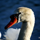 Mute Swan