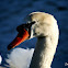 Mute Swan