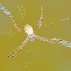 Signature Spider Stabilimentum