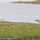 Bar-headed Goose