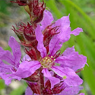 Purple Loosestrife