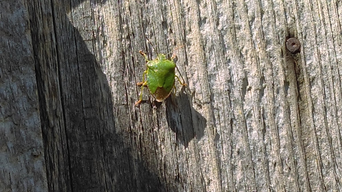 Stink Bug