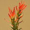 Lesser Indian Paintbrush