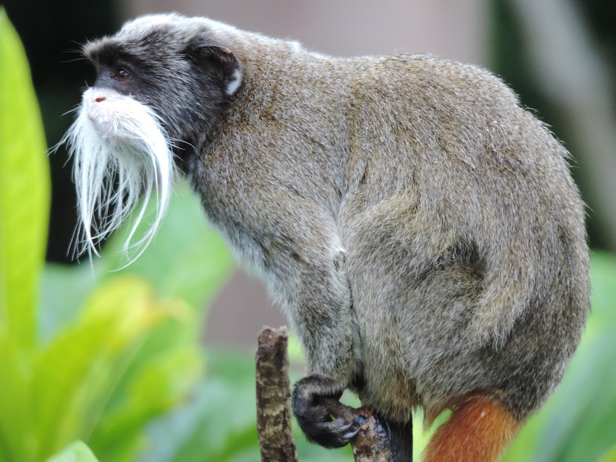 Emperor tamarin