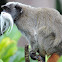 Emperor tamarin