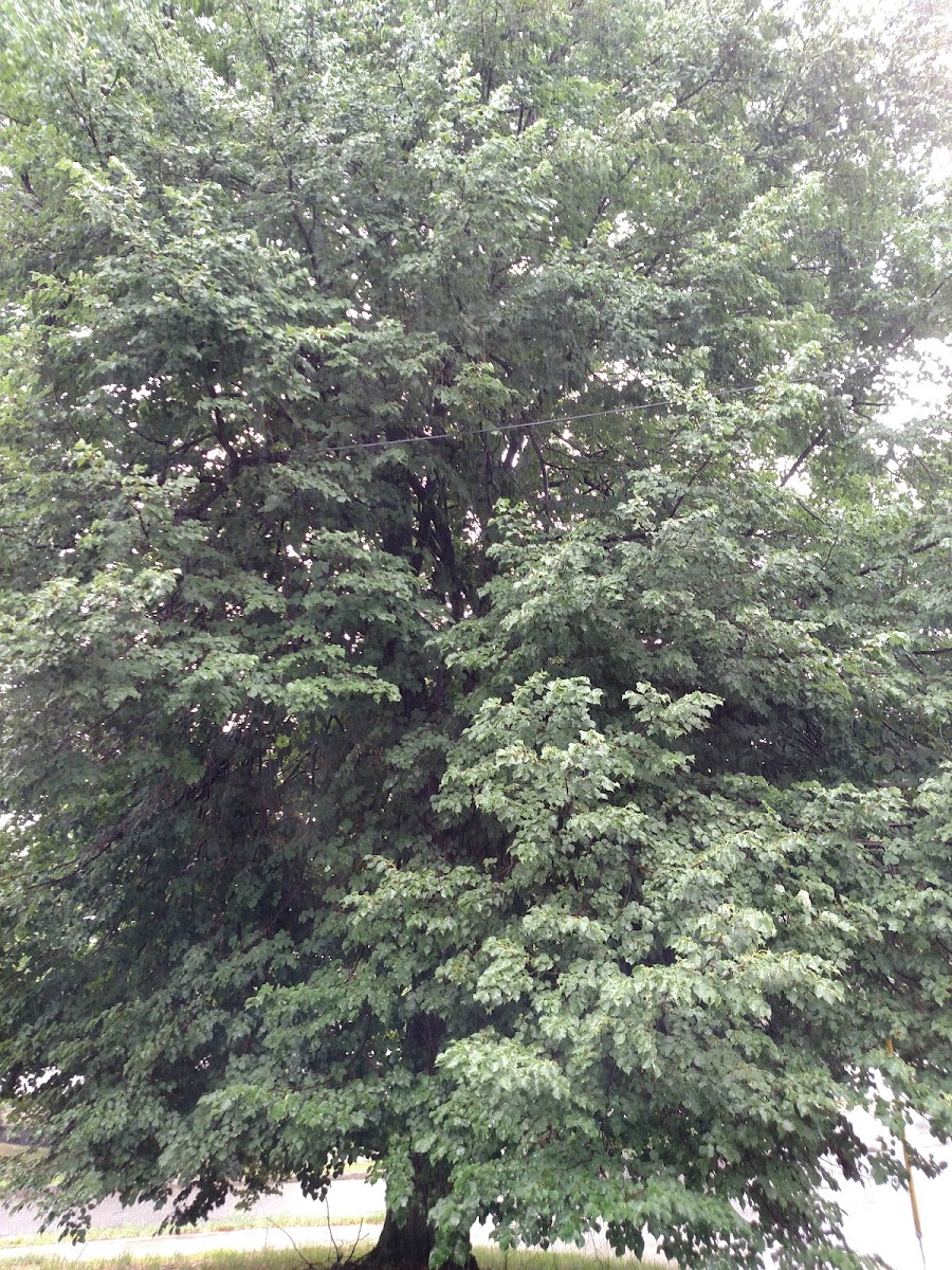 European Linden